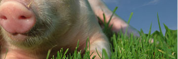 Pigs are our friends, not food
